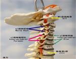 颈椎病理生理