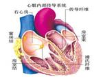 
窦房结