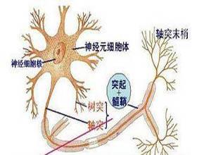 运动神经元疾病