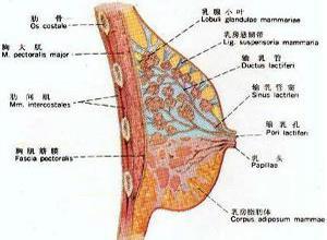 急性乳腺炎