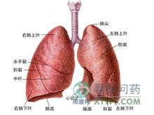 肺栓塞和肺梗死