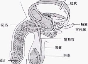 男生殖系结核