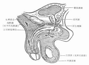 尿道创伤