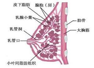 产褥期乳腺炎