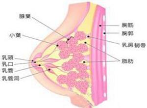 急性化脓性乳腺炎