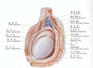 睾丸肿瘤