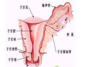 生殖器念珠菌病