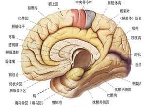 出血性休克和脑病综合征