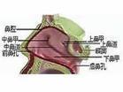 鼻瓣区狭窄
