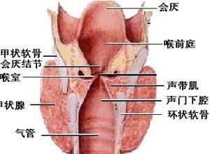 咽部麻风