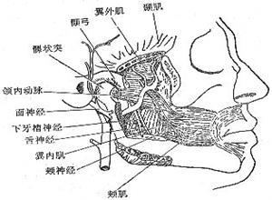 翼下颌间隙感染