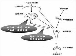 急性应激反应