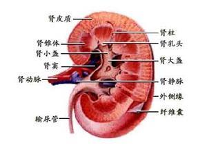 II型肾小管性酸中毒