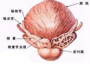 精囊炎