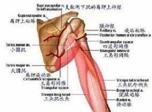 肌肉肌腱单位的急性损伤