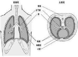 慢性化脓性胸膜炎