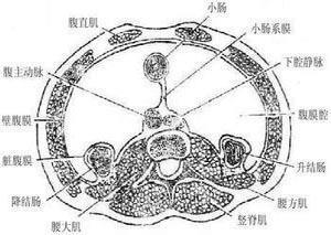 髂腹股沟神经干痛