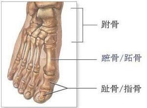 跗骨与周围关节结核