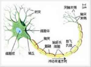 进行性肥厚性间质性神经炎