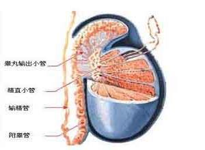 输精管缺如