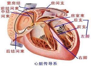 左心房心律