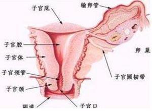 小儿先天性卵巢发育不全