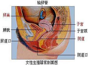 外阴-阴道-牙龈综合征