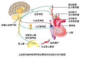 心脏神经症