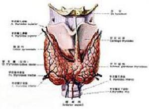 产后甲状腺炎