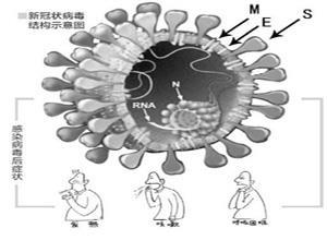 冠状病毒感染