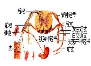 单神经病与神经丛神经病