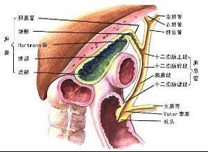 胆道运动功能障碍