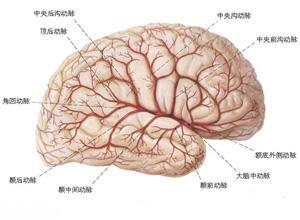 多系统器官功能衰竭