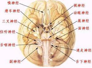 反射性躯体神经病