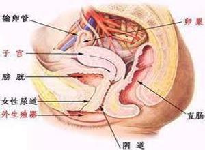 绝经期尿路感染