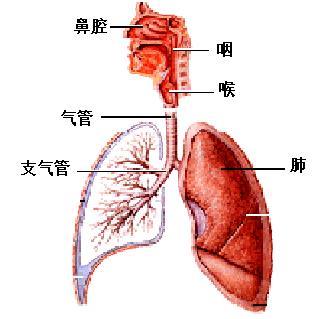 老年人呼吸衰竭