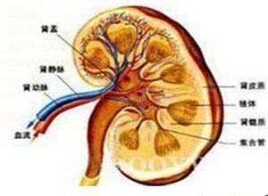 老年人泌尿系统感染