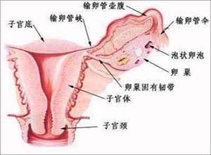 卵巢功能异常综合征