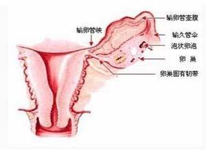 卵巢透明细胞肿瘤