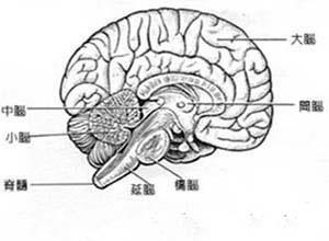 中枢神经系统淋巴瘤