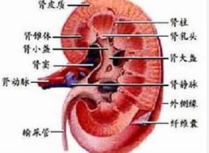 泌尿生殖系真菌病