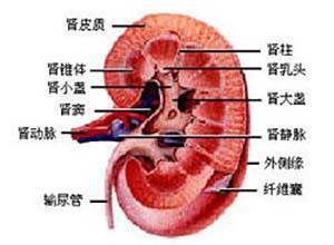 农药中毒性肾病