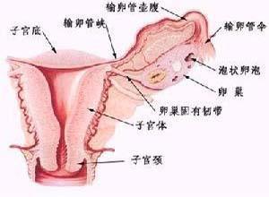 女性的青春期延迟