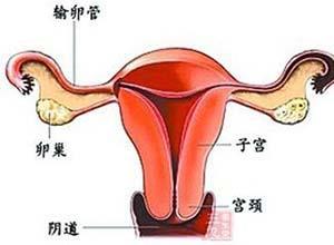 青春期功能失调性子宫出血