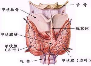 妊娠期甲状腺功能亢进