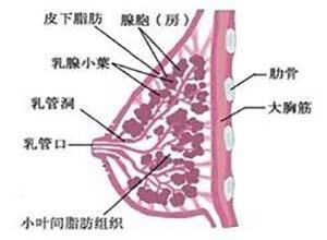 乳房棘球蚴病