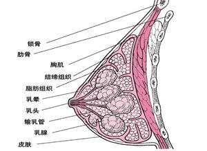 乳房丝虫病