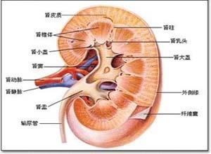 肾髓质囊性病