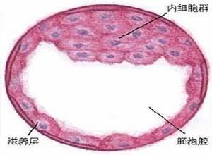 外阴血吸虫病