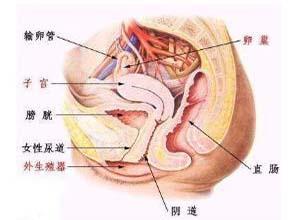 外阴中肾管囊肿